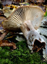 Fallen Fungi